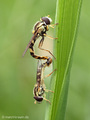 Gemeine Langbauchschwebfliege (Sphaerophoria scripta), Kopula - DE (ST)