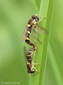 Gemeine Langbauchschwebfliege (Sphaerophoria scripta), Kopula - DE (ST)