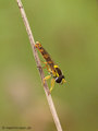 Gemeine Langbauchschwebfliege (Sphaerophoria scripta), Männchen - DE (MV)
