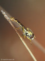 Gemeine Langbauchschwebfliege (Sphaerophoria scripta), Männchen - DE (HH)