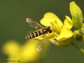 Langbauchschwebfliege (Sphaerophoria spec.), Weibchen - DE (HH)