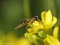 Langbauchschwebfliege (Sphaerophoria spec.), Weibchen - DE (HH)