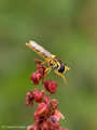 Gemeine Langbauchschwebfliege (Sphaerophoria spec.), Weibchen - DE (MV)