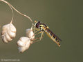 Langbauchschwebfliege (Sphaerophoria spec.), Weibchen - DE (HH)