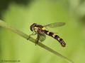 Gemeine Langbauchschwebfliege (Sphaerophoria scripta), Männchen - DE (MV)