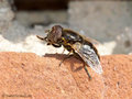 Glänzende Faulschlammschwebfliege (Eristalinus aeneus), Männchen - DE (MV)