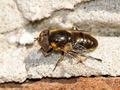 Glänzende Faulschlammschwebfliege (Eristalinus aeneus), Männchen - DE (MV)