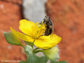 Glänzende Faulschlammschwebfliege (Eristalinus aeneus), Weibchen - DE (MV)