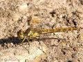 Gemeine Heidelibelle (Sympetrum vulgatum), Weibchen - DE (SH)