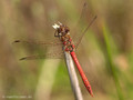 Gemeine Heidelibelle (Sympetrum vulgatum), Männchen - DE (SH)