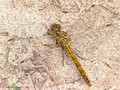 Gemeine Heidelibelle (Sympetrum vulgatum), Weibchen - DE (HH)