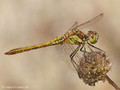 Gemeine Heidelibelle (Sympetrum vulgatum), unausgefärbtes Männchen - DE (SH)
