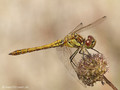 Gemeine Heidelibelle (Sympetrum vulgatum), unausgefärbtes Männchen - DE (SH)