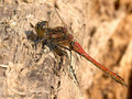Gemeine Heidelibelle (Sympetrum vulgatum), Männchen - DE (SH)