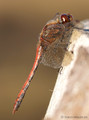 Gemeine Heidelibelle (Sympetrum vulgatum), Männchen - SE (Hallands län)