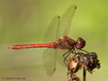 Gemeine Heidelibelle (Sympetrum vulgatum), Männchen - DE (HH)