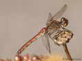 Gemeine Heidelibelle (Sympetrum vulgatum), Weibchen - DE (HH)