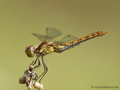 Gemeine Heidelibelle (Sympetrum vulgatum), Weibchen - DE (HH)