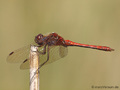 Gemeine Heidelibelle (Sympetrum vulgatum), Männchen - DE (NI)