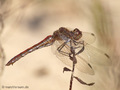 Gemeine Heidelibelle (Sympetrum vulgatum), Weibchen - DE (NI)