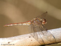 Gemeine Heidelibelle (Sympetrum vulgatum), Weibchen - DE (NI)