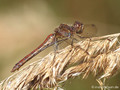 Gemeine Heidelibelle (Sympetrum vulgatum), Weibchen - DE (NI)