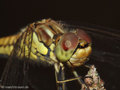 Gemeine Heidelibelle (Sympetrum vulgatum), Kopfportrait eines Weibchen - DE (NI)