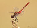 Blutrote Heidelibelle (Sympetrum sanguineum), Männchen - DE (NI)