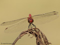 Blutrote Heidelibelle (Sympetrum sanguineum), Männchen - DE (NI)