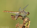 Blutrote Heidelibelle (Sympetrum sanguineum), Weibchen - DE (NI)
