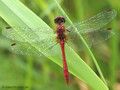 Blutrote Heidelibelle (Sympetrum sanguineum), Männchen - DE (NI)
