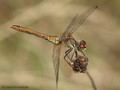 Blutrote Heidelibelle (Sympetrum sanguineum), Weibchen - DE (NI)