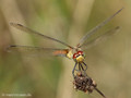 Blutrote Heidelibelle (Sympetrum sanguineum), Weibchen - DE (NI)
