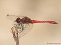 Blutrote Heidelibelle (Sympetrum sanguineum), Männchen - DE (NI)