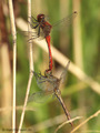 Blutrote Heidelibelle (Sympetrum sanguineum), Paarung - DE (NI)