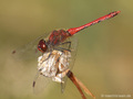 Blutrote Heidelibelle (Sympetrum sanguineum), Männchen - DE (NI)