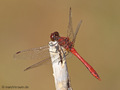 Blutrote Heidelibelle (Sympetrum sanguineum), Männchen - DE (NI)