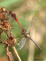 Blutrote Heidelibelle (Sympetrum sanguineum), "verdrehte" Paarung - DE (ST)