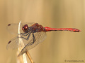 Blutrote Heidelibelle (Sympetrum sanguineum), Männchen - DE (NI)