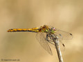 Blutrote Heidelibelle (Sympetrum sanguineum), Webchen - DE (NI)