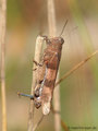 Blauflügelige Ödlandschrecke (Oedipoda caerulescens), Weibchen - DE (NI)