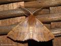 Federfühler-Herbstspanner (Colotois pennaria), Männchen - SE (Hallands län)