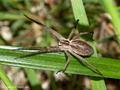 Listspinne (Pisaura mirabilis), Weibchen - DE (HH)