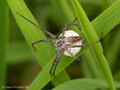 Listspinne (Pisaura mirabilis), Weibchen mit Eikokon - DE (HH)
