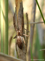 Listspinne (Pisaura mirabilis), Weibchen - DE (MV)