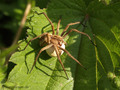 Listspinne (Pisaura mirabilis), Weibchen mit Eikokon - DE (SH)
