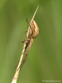 Listspinne (Pisaura mirabilis) - DE (MV)