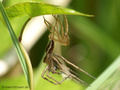 Listspinne (Pisaura mirabilis), kurz nach der Häutung - DE (SH)