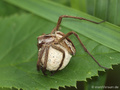 Listspinne (Pisaura mirabilis), Weibchen mit Eikokon - DE (SH)