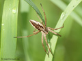 Listspinne (Pisaura mirabilis) - DE (HH)